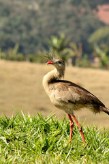 Naklejka premium Siriema