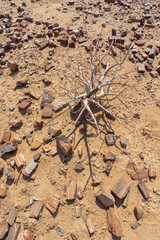 desert plant survival