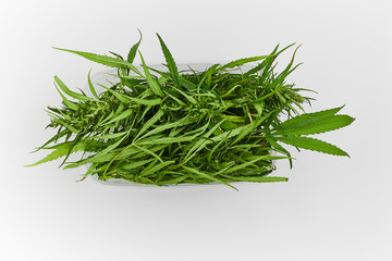 Lots of green leaves and cannabis herb marijuana in a plastic container isolated on white background.