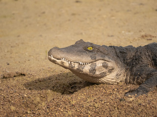 Crocodile
