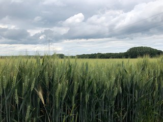 Getreidefeld mit Strommast und dramatischen Himmel
