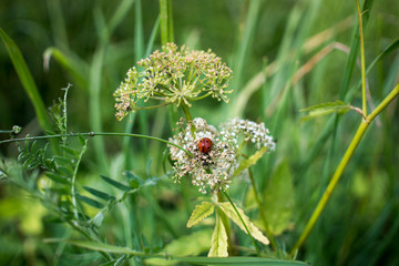 green background with small lady bug photo
