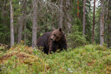Large carnivore Brown bear, Ursus arctos wandering around and looking for food in a summery Finnish taiga forest, Northern Europe. 