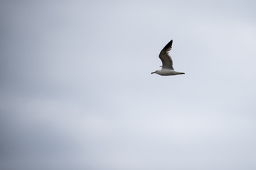 Single seagull flying in a sky as a background