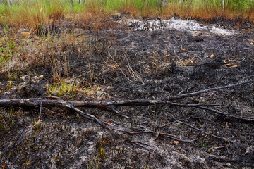 A burned tree trunk is lying on the ground.  Suburban forest fire disaster