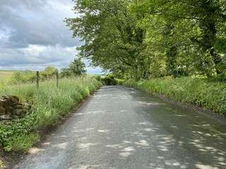 Obraz premium Country lane in Scostrop, with hedgerow, wild plants and old trees near, Malham, Skipton, UK