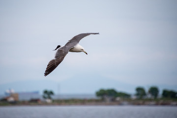 Fototapeta na wymiar Single seagull flying in a sky as a background