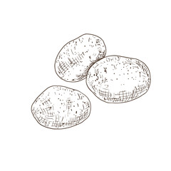Hand drawn potato. Vector illustration isolated on white background.