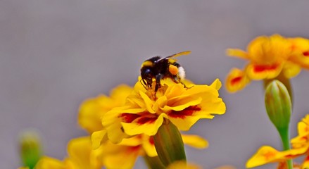 owad i kwiat © Krzysztof