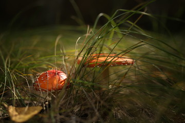 red mushroom in the grass