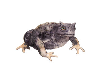 watercolor drawing of an animal - scary toad, warts,