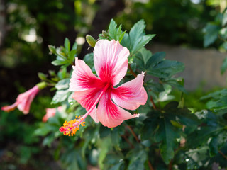 Hibiscus red pink beautiful blooming flower on plant with leaves in garden outdoor in spring season, freshness natural concept.