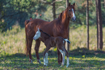 Potro Quarto de Milha