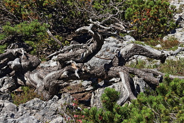 Fototapeta na wymiar Riserva naturale di Fanes, Alto Adige, Italia