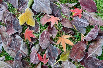 Colorful fall foliage on a meadow with frost on it, closeup
