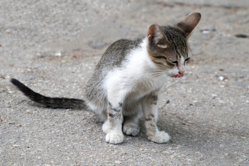 homeless black and white kitten sitting on the street
