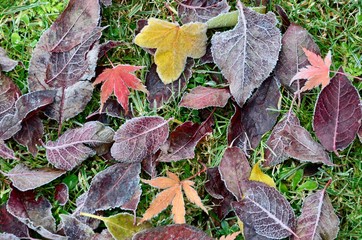 Colorful fall foliage on a meadow with frost on it, closeup