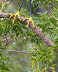 Just Feet, golden slippers of Snowy Egret
