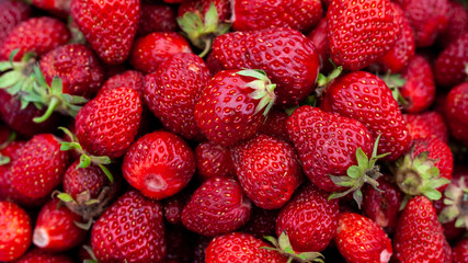 Juicy beautiful red freshly picked strawberries. Food background. Many natural strawberries close-up, top view. Macro shot of strawberry texture. Healthy and wholesome food. Banner for web site