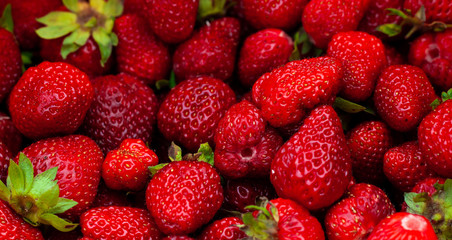 Many Juicy beautiful red freshly picked strawberries. Healthy and wholesome Food background.  Natural strawberries closeup, top view. Macro shot of strawberry texture in sunny day Banner for web site