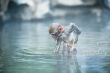 温泉に浸かるニホンザル 秋の地獄谷の猿