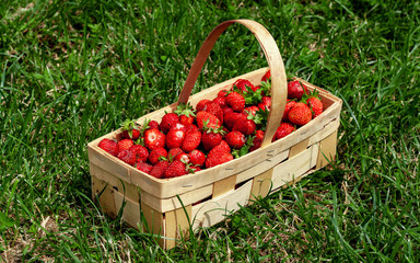 Wooden basket with handle, with red strawberries on background of green grass closeup. Juicy, fresh berries, picked in garden, lie in box on lawn. Colorful photo taken on sunny day in country