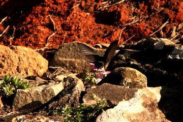 beija flor na flor de cravina