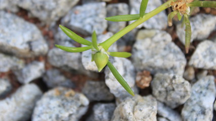 Fototapeta premium green sprout on the stone