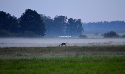 sarna i mgła © Krzysztof