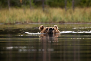 Plakat Large carnivore Brown bear, Ursus arctos swimming in a summery bog lake in Northern Finland near Kuhmo. 