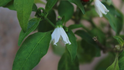 lily of the valley in spring