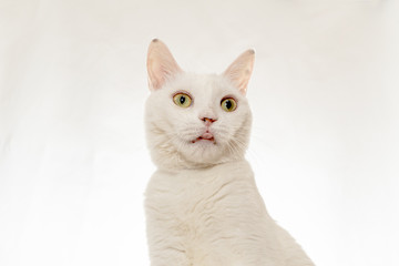 遊ぶ白猫のポートレート　ベロ出し