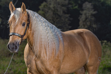 Naklejka premium Potro Quarto de Milha