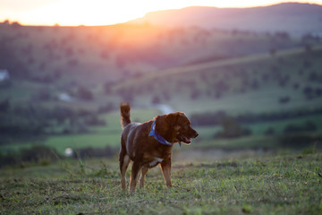 Dog outdoor in magic sunset.
