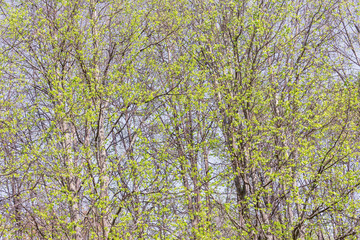 Tree branches background at spring day time.