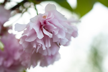 pink flower macro