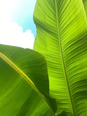 Gr&uuml;ne Bananenbl&auml;tter mit blauen Himmel mit wei&szlig;en Wolken