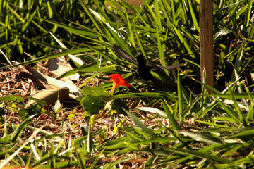 beija flor e capuchinha