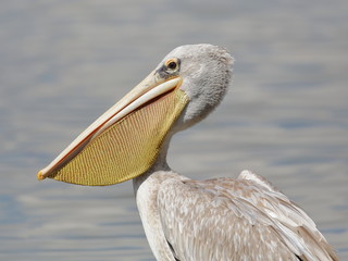 pelican on a post