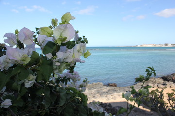 Fuerteventura Espagne Spain