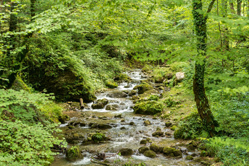 Mountain stream in the Woodland of the Enns valley near Grossraming. The area offers hiking and recreation in the incomparable nature of the largest forest area in Austria