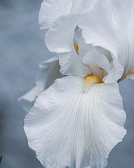 Fototapeta na wymiar Beautiful white iris 