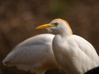 Oiseau