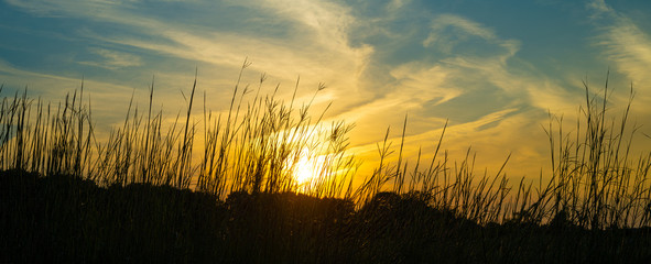 Big Bluestem Native Prairie Grasses Sunset