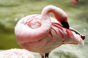 Zwergflamingo