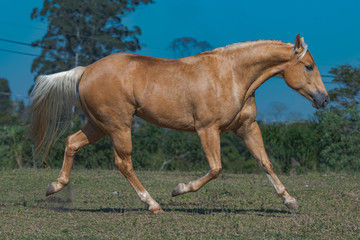 Obraz premium Potro Quarto de Milha