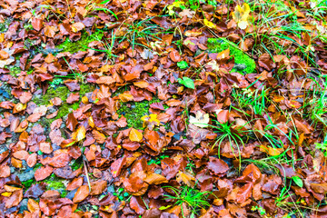 Autumn landscape in La Fageda de Grevolosa park in Barcelona, Catalonia