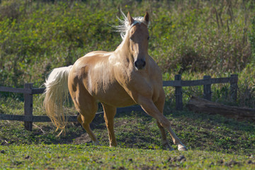 Obraz premium Potro Quarto de Milha