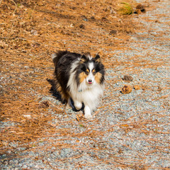 Fototapeta na wymiar Fall Colored Collie Dog , Pine Cones and Needles