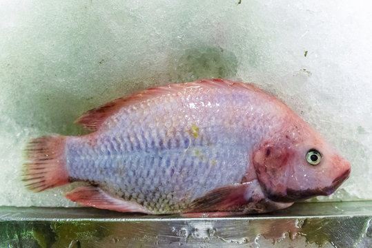 Fresh ruby fish lay on the ice floor